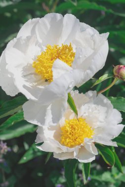 Güzel çiçeklerin yakın plan çekimleri