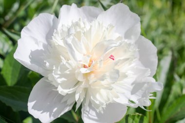 Güzel çiçeklerin yakın plan çekimleri