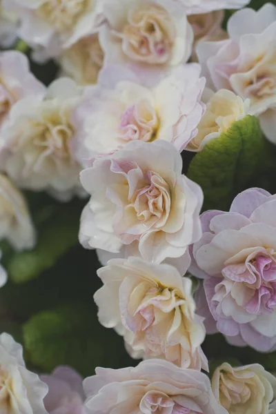 Közeli Fotózás Gyönyörű Virágok — Stock Fotó