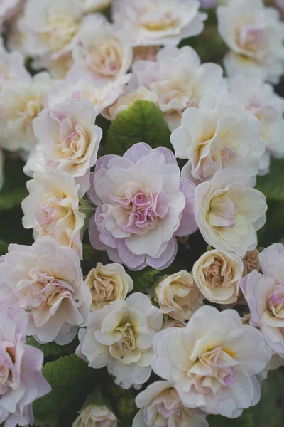 Bliska Zdjęcia Pięknych Kwiatów — Zdjęcie stockowe