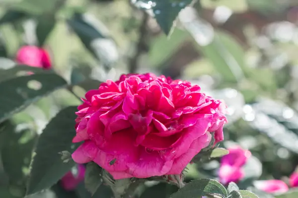 Close Photography Beautiful Flowers — Stock Photo, Image