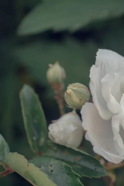 Крупним Планом Фотографія Красивих Квітів — стокове фото