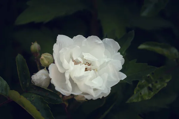 Närbild Fotografi Vackra Blommor — Stockfoto