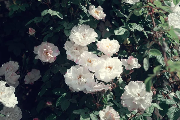 Κοντινή Φωτογραφία Όμορφων Λουλουδιών — Φωτογραφία Αρχείου