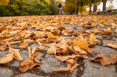 # Parkta güzel bir sonbahar manzarası # # Sonbahar parkı # # Sarı ağaçlar ve sarı otlar ile # # İngiltere 'nin Bavyera şehrinde #