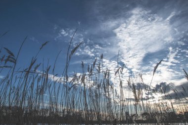 İngiltere 'de bir gölde güzel bir kış manzarası, donmuş bir göl.