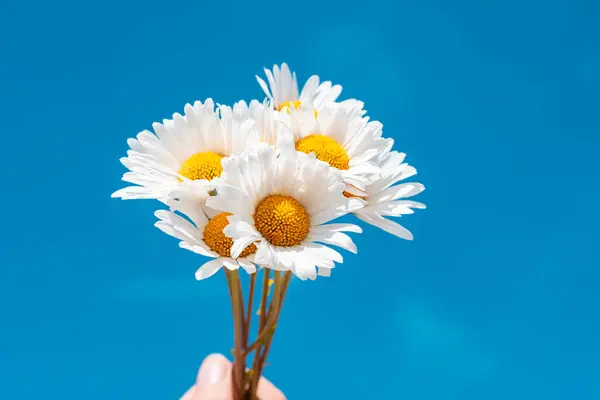 Mavi gökyüzüne karşı elinde küçük bir buket papatya. Doğal arka plan. Çiçek arka planı. Güzel nötr renkler