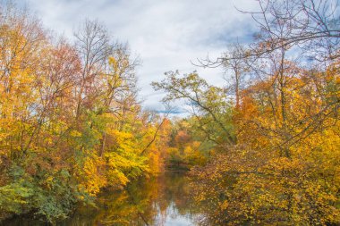 Ingolstadt şehrinde sarı ağaçlar ve sarı otlarla dolu bir sonbahar parkı.