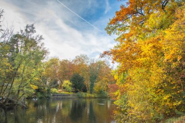 Ingolstadt şehrinde sarı ağaçlar ve sarı otlarla dolu bir sonbahar parkı.