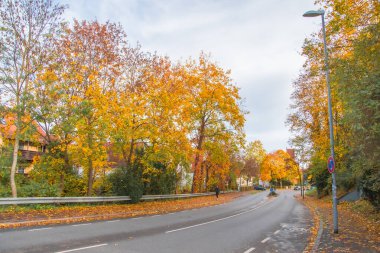 Ingolstadt şehrinde sarı ağaçlar ve sarı otlarla dolu bir sonbahar parkı.