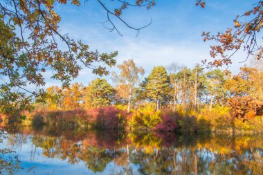 Ingolstadt şehrinde sarı ağaçlar ve sarı otlarla dolu bir sonbahar parkı.