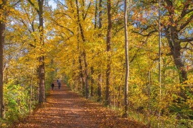 Ingolstadt şehrinde sarı ağaçlar ve sarı otlarla dolu bir sonbahar parkı.