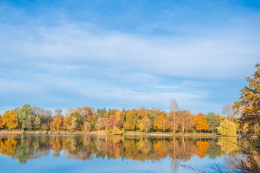 Ingolstadt şehrinde sarı ağaçlar ve sarı otlarla dolu bir sonbahar parkı.