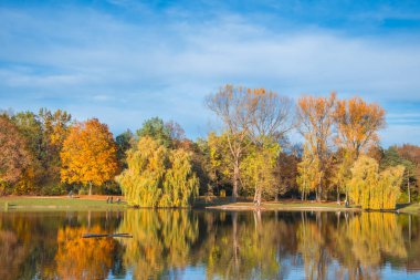 Ingolstadt şehrinde sarı ağaçlar ve sarı otlarla dolu bir sonbahar parkı.