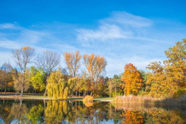 Ingolstadt şehrinde sarı ağaçlar ve sarı otlarla dolu bir sonbahar parkı.