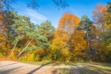 Ingolstadt şehrinde sarı ağaçlar ve sarı otlarla dolu bir sonbahar parkı.