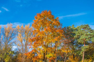 Ingolstadt şehrinde sarı ağaçlar ve sarı otlarla dolu bir sonbahar parkı.