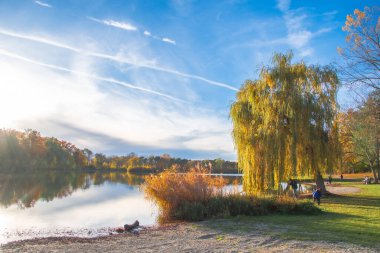 Ingolstadt şehrinde sarı ağaçlar ve sarı otlarla dolu bir sonbahar parkı.