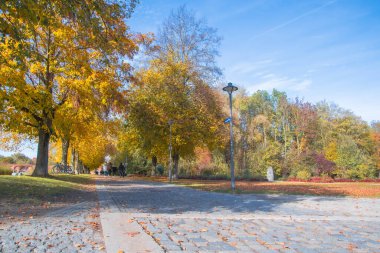 Ingolstadt şehrinde sarı ağaçlar ve sarı otlarla dolu bir sonbahar parkı.