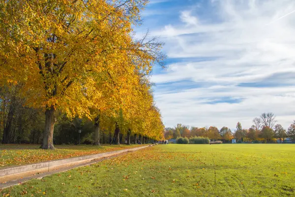 Ingolstadt şehrinde sarı ağaçlar ve sarı otlarla dolu bir sonbahar parkı.
