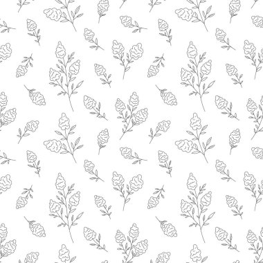 Muscari üzümlü sümbül çiçeği pürüzsüz siyah çizgi. İlkbaharın ortasında çiçek. Hassas dış hat. Yabani çayır bitkisi. Çiçek dalı.