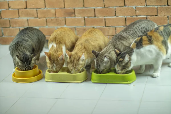 Gatos Gordos Ficam Bonitos Quando Comem Comida — Fotografia de Stock