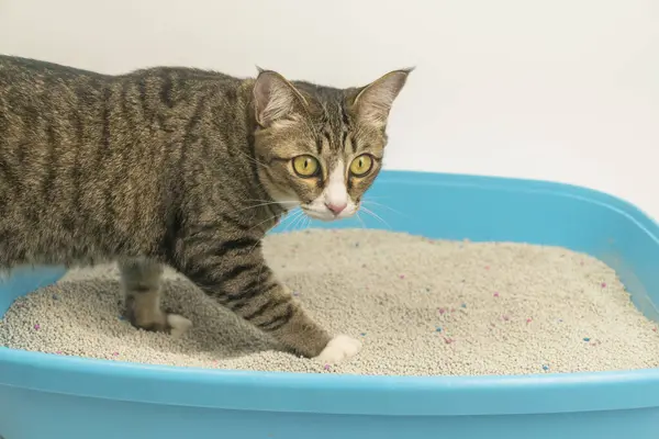 Excreção Gato Caixa Areia Pela Manhã — Fotografia de Stock