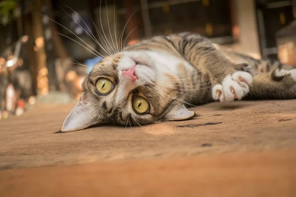 Мила Кішка Дивиться Щось Вільному Положенні Лежачи — стокове фото