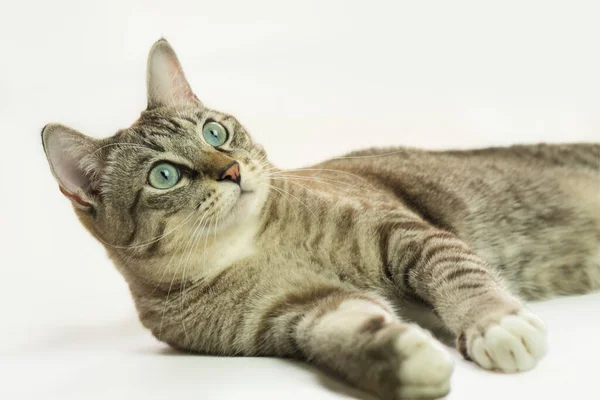 Gato Cinza Está Sentado Olhando Para Longe — Fotografia de Stock