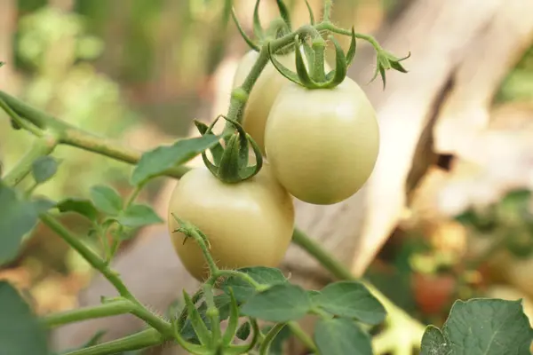 Tomates Que São Popularmente Cultivados Para Comer Tailândia — Fotografia de Stock