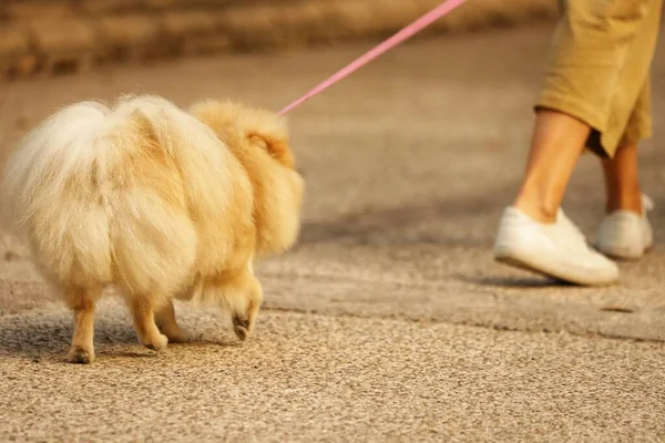 Собака Парке — стоковое фото