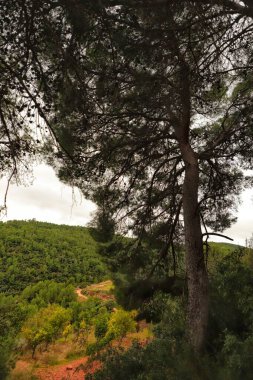 Şehir parkının güzel manzarası