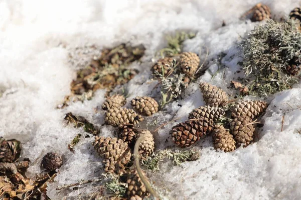 christmas background with fir cones and snow