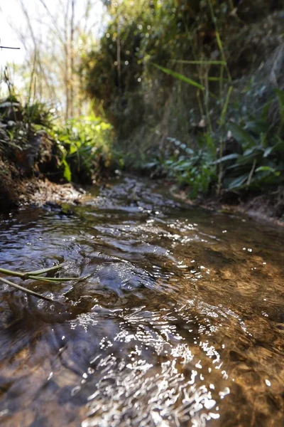 stock image river in the forest