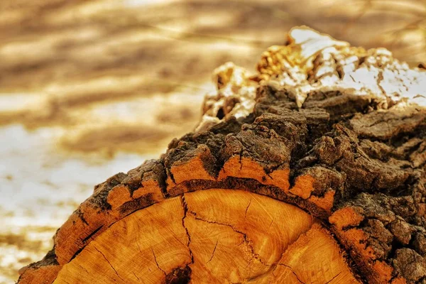 Ahşap bir kütüğü kapat