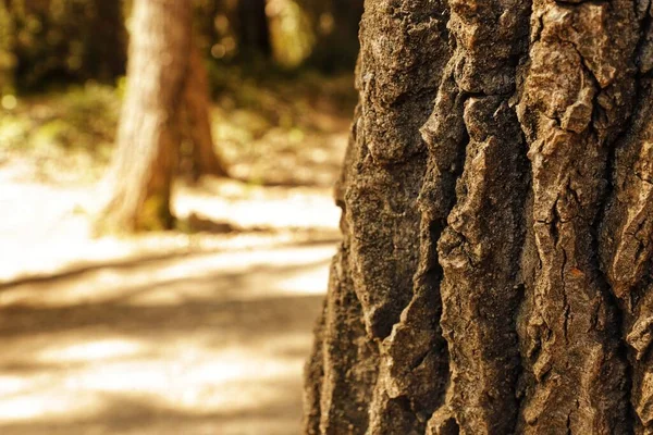 stock image close up of a tree trunk