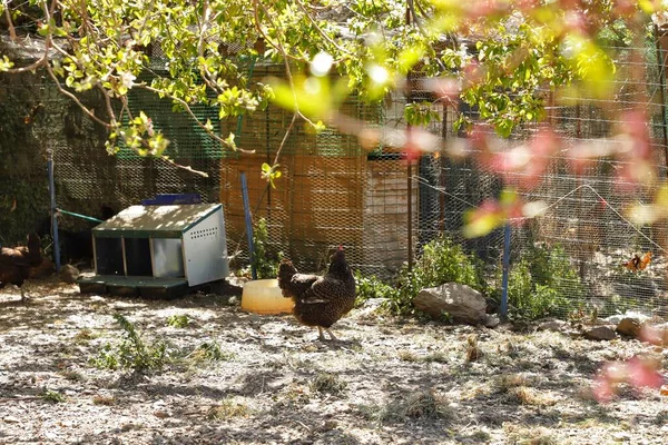 Группа Цыплят Ферме — стоковое фото