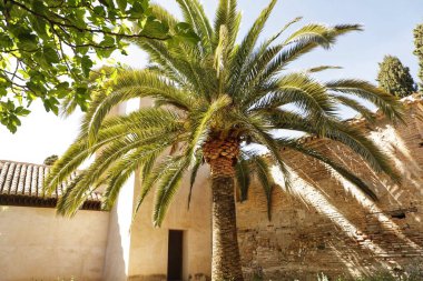 Granada 'daki Akdeniz adasındaki bir parkta palmiye ağaçları. 