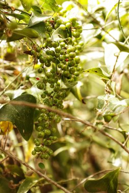 bir ağacın yeşil yaprakları