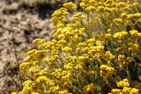 Bahçedeki sarı çiçekler