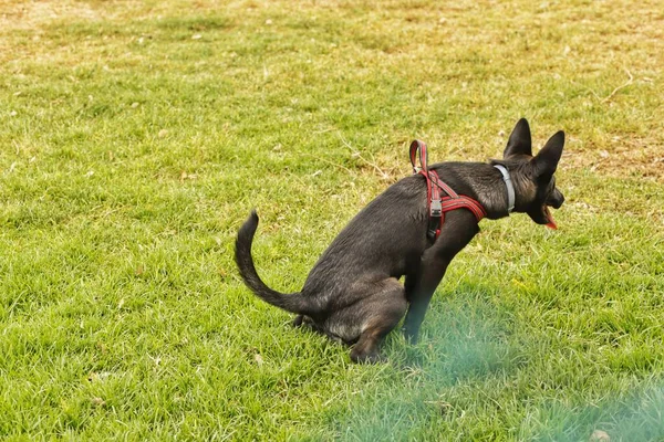Schwarzer Hund Grünen Gras — Stockfoto