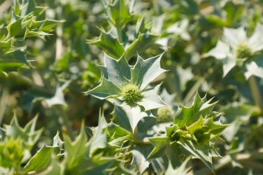 Yazın bahçedeki taze dereotunu kapat. 
