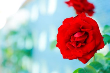 Bulanık yeşil arka planda yeşil yapraklı kırmızı gül.