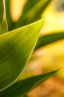 yeşil yapraklar, bitkiler ve yapraklar