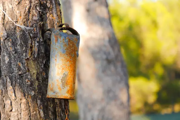 Una Cadena Metálica Oxidada Bosque —  Fotos de Stock