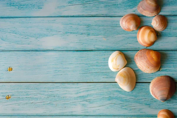 stock image seashells on blue wooden background