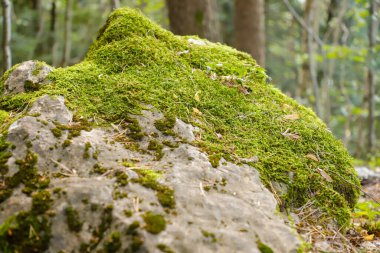 Ormanda yeşil yosunların yakın plan çekimi.