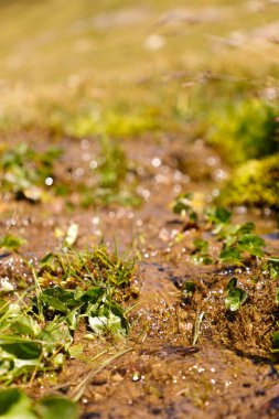 Su damlaları yeşil çimlere düşer