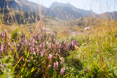 dağ çayır çiçekler