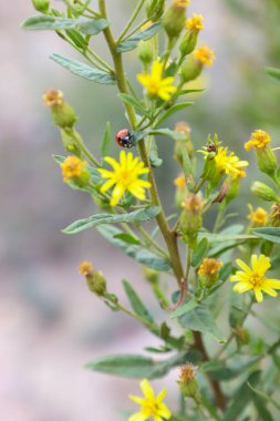 Bahçedeki güzel çiçekler